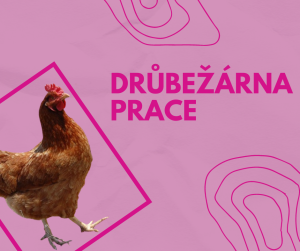 Drůbežárna prace